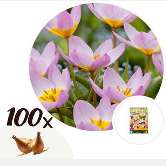 Tulipe - Set de 100 - Tulipa bakeri Lilac Wonder - Bulbes à fleurs