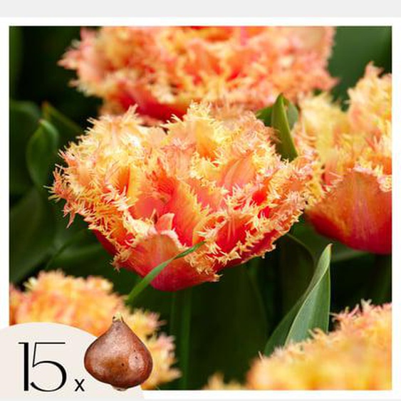 Tulipa Brisbane - Bulbes à fleurs x15 - Tulipe - Rose