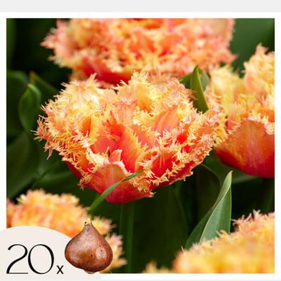 Tulipa Brisbane - Bulbes à fleurs x20 - Tulipe - Rose