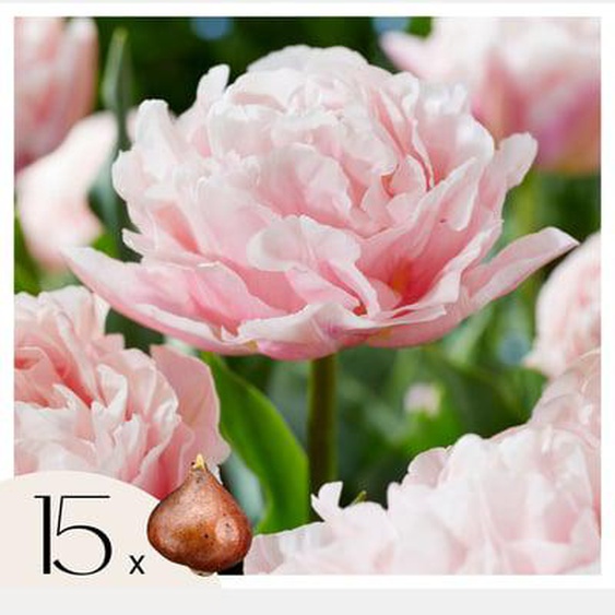 Tulipa Dreamer - Bulbes de Tulipes x15 - Bulbes à Fleurs