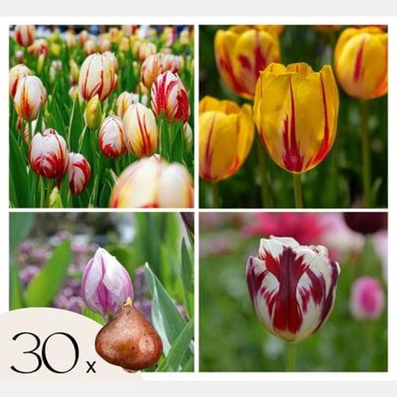 Tulipa Flaming Beauty Mix - Bulbes de tulipes x30