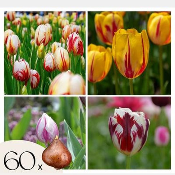 Tulipa Flaming Beauty Mix - Bulbes de tulipes x60