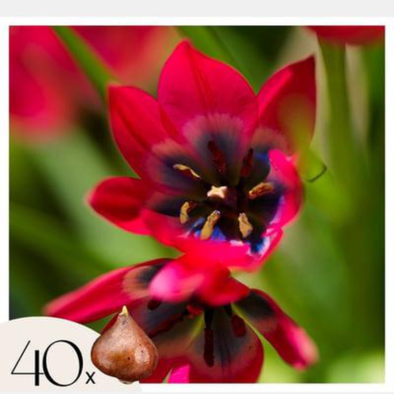 Tulipa Little Beauty - Bulbes x40 - Tulipes - Rouge - Vivace