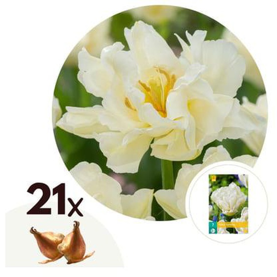 Tulipa Northcap - Bulbes à fleurs x21 - Tulipe - Blanche