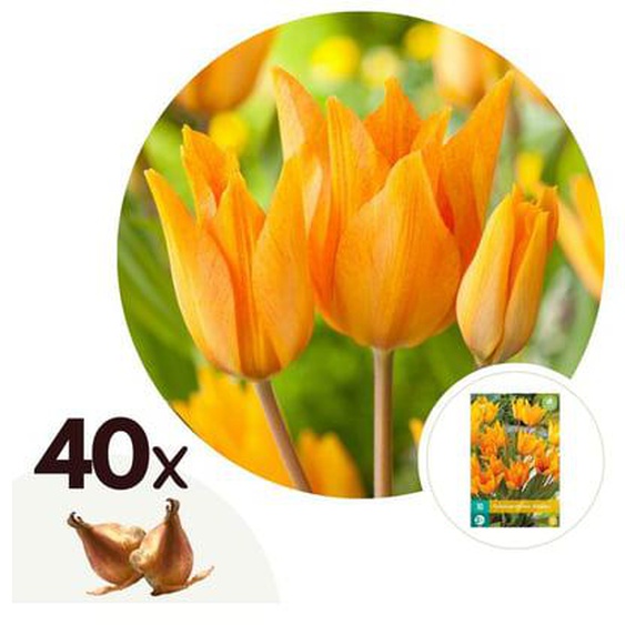 Tulipa praestans Shogun - Bulbes à fleurs x40 - Tulipe - Orange