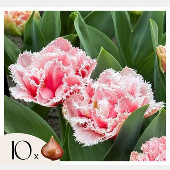 Tulipa Queensland - Bulbes à fleurs x10 - Tulipe - Blanc rosé