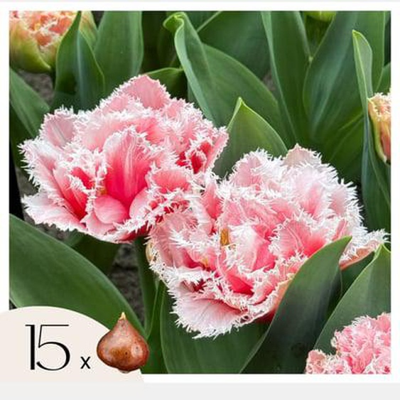 Tulipa Queensland - Bulbes à fleurs x15 - Tulipe - Blanc rosé