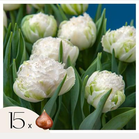 Tulipa Snow Crystal - Bulbes à fleurs x15 - Tulipe - Blanc