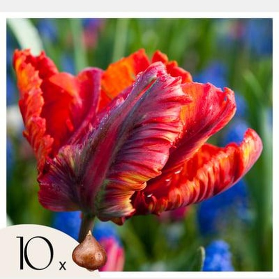 Tulipe - Set de 10 - Tulipa Rasta Parrot - Bulbes à fleurs - Blanc