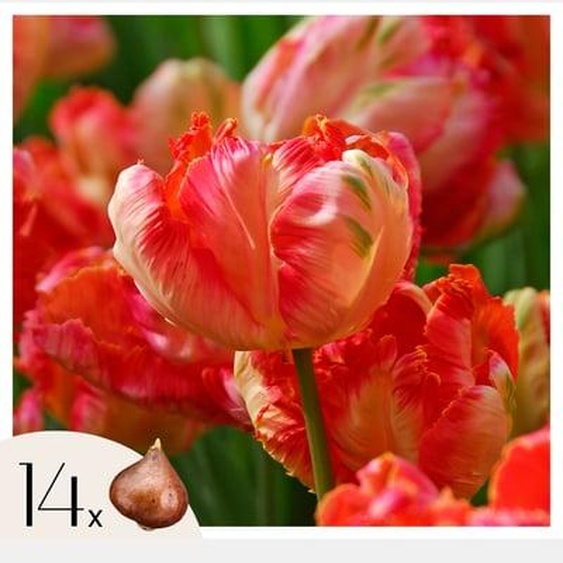 Tulipe - Set de 14 - Tulipa Apricot Parrot - Bulbes à fleurs - Rose