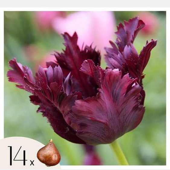 Tulipe - Set de 14 - Tulipa Black Parrot - Bulbes à fleurs - Violet