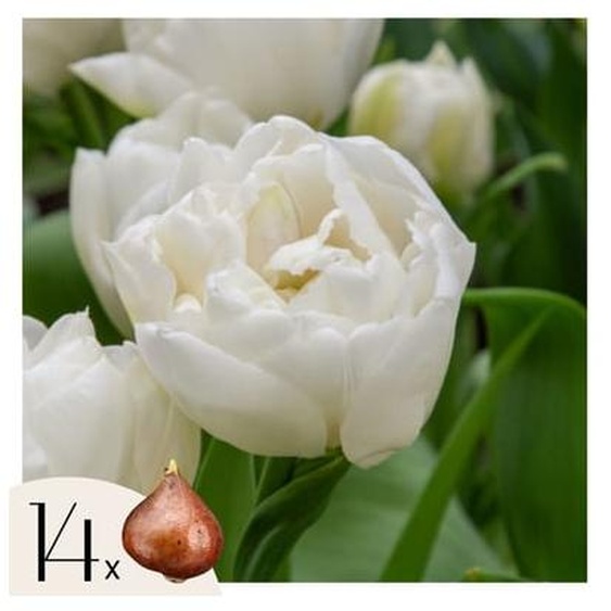 Tulipe - Set de 14 - Tulipa Mondial - Bulbes à fleurs