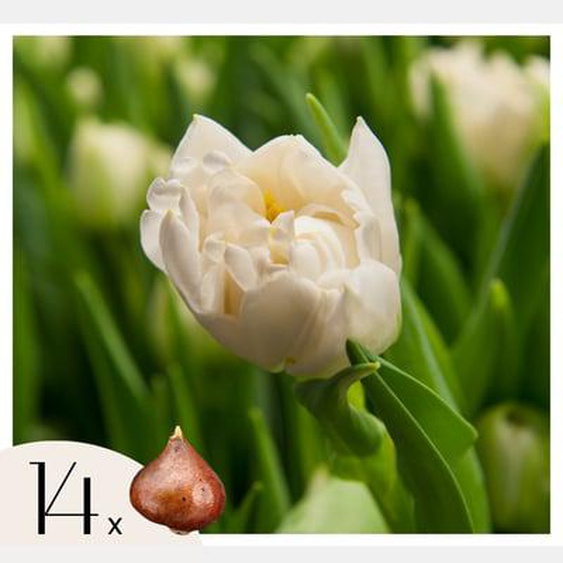 Tulipe - Set de 14 - Tulipa Northcap - Bulbes à fleurs - Jaune