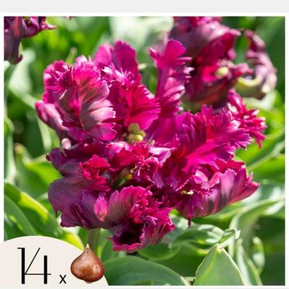 Tulipe - Set de 14 - Tulipa Parrot Negrita - Bulbes à fleurs - Violet