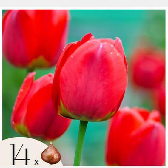 Tulipe - Set de 14 - Tulipa Red Impression - Bulbes à fleurs - Rouge