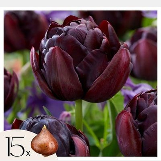 Tulipe - Set de 15 - Tulipa Black Hero - Bulbes à fleurs