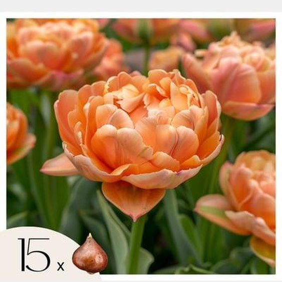 Tulipe - Set de 15 - Tulipa Copper Image - Bulbes à fleurs