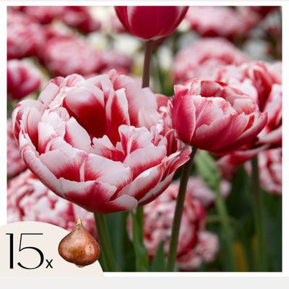 Tulipe - Set de 15 - Tulipa Drumline - Bulbes à fleurs - Rose