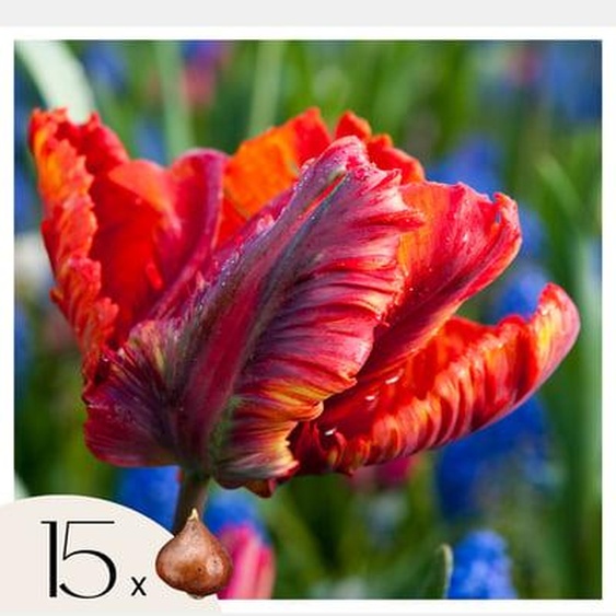 Tulipe - Set de 15 - Tulipa Rasta Parrot - Bulbes à fleurs - Blanc