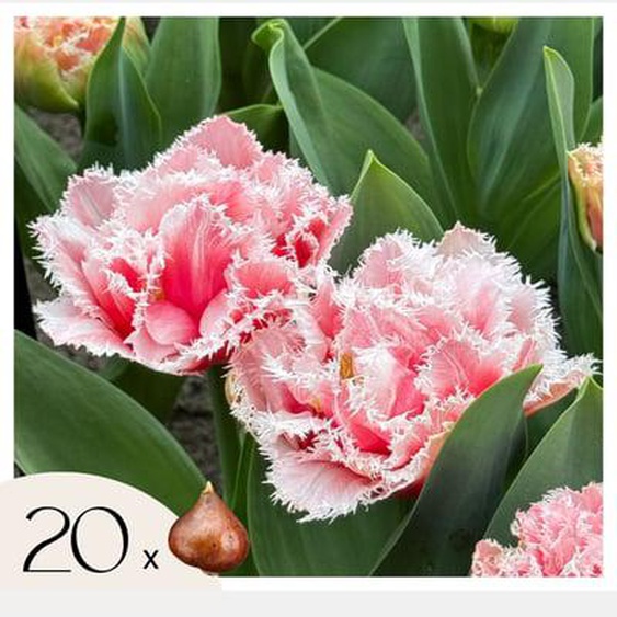 Tulipe - Set de 20 - Tulipa Queensland - Bulbes à fleurs - Rose