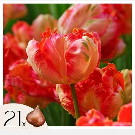 Tulipe - Set de 21 - Tulipa Apricot Parrot - Bulbes à fleurs - Rose