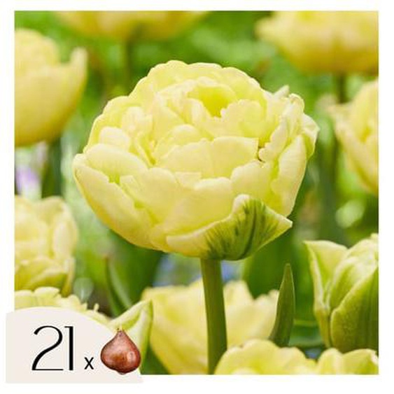 Tulipe - Set de 21 - Tulipa Avant Garde - Bulbes à fleurs - Jaune