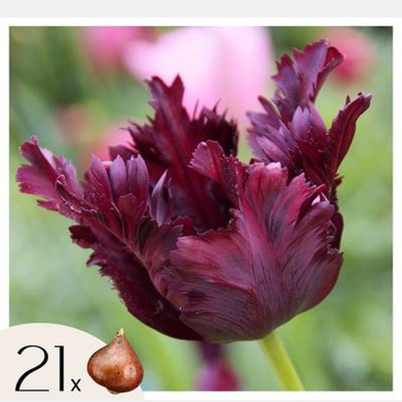 Tulipe - Set de 21 - Tulipa Black Parrot - Bulbes à fleurs - Violet