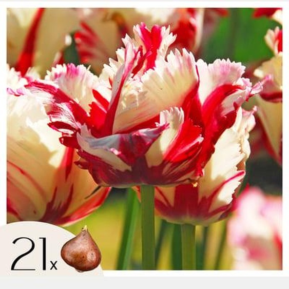 Tulipe - Set de 21 - Tulipa Estella Rijnveld - Bulbes à fleurs - Rouge