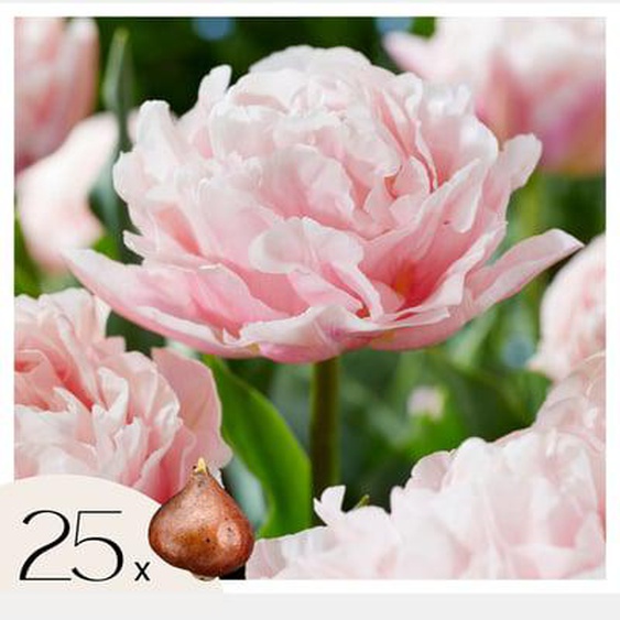 Tulipe - Set de 25 - Tulipa Dreamer - Bulbes à fleurs - Rose