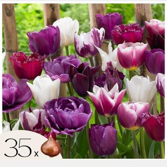 Tulipe - Set de 35 - Tulipa Blueberry - Bulbes à fleurs - Violet