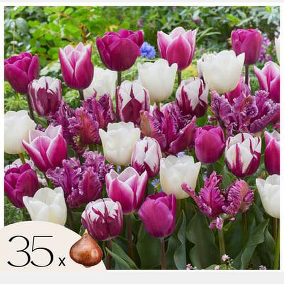 Tulipe - Set de 35 - Tulipa Pastel - Bulbes à fleurs