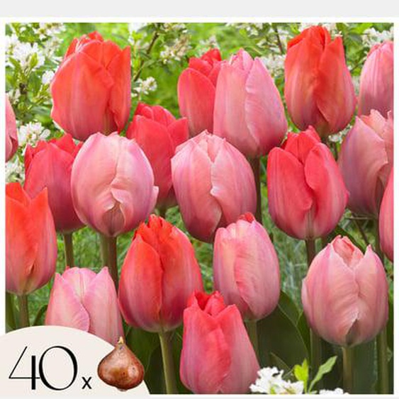 Tulipe - Set de 40 - Tulipa Salmon, Van Eijk - Bulbes à fleurs - Rouge