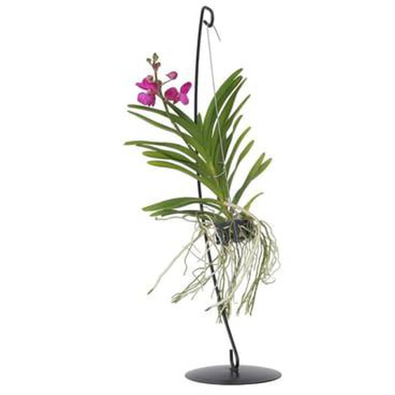 Vanda avec support - Rose - Hauteur du support 70cm