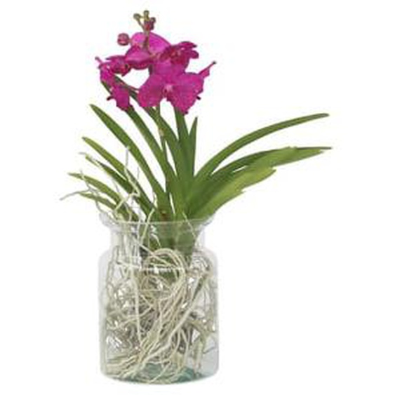 Orchidée - Vanda Cerise - Hauteur 40-50cm - ¿14cm
