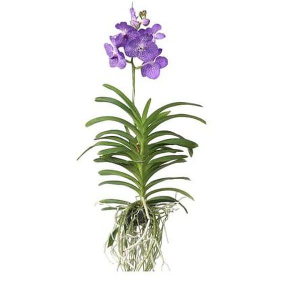 Vanda Magic XXL - Bleu roi - Hauteur 90cm