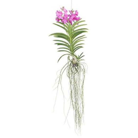 Vanda Magic XXL - Rose - Hauteur 90cm