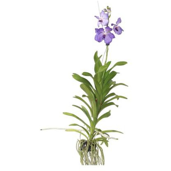 Orchidée - Vanda New Blue - Hauteur 55-65cm
