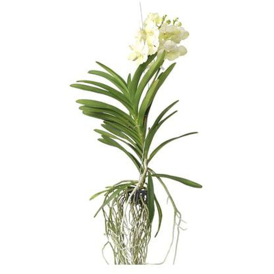 Orchidée - Vanda Tayanee White - Hauteur 45-55cm