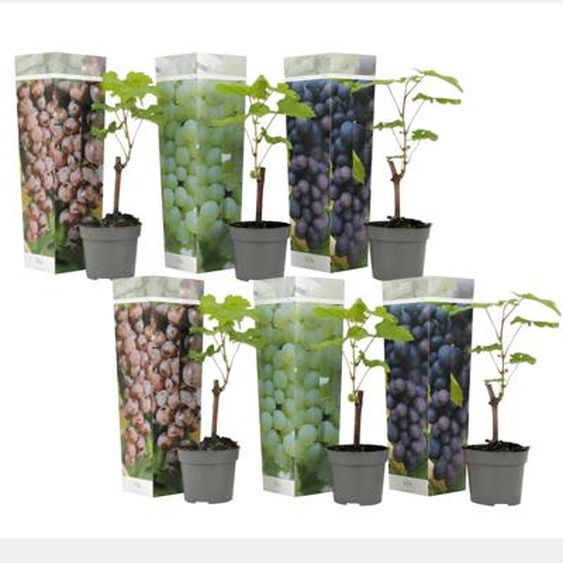 Vigne à raisin - Set de 24 - Vitis vinifera - Hauteur 25-40cm - ¿9cm