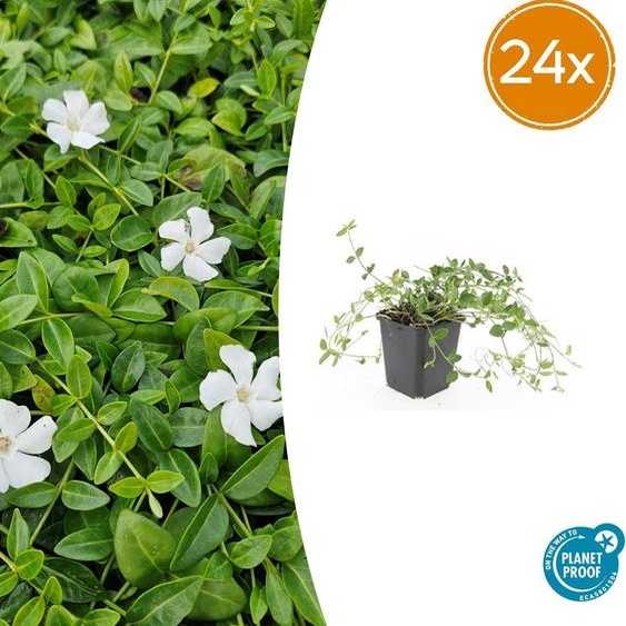Vinca minor Gertrude Jekyll | 24 pièces - 10-25cm - Ø9cm - Plante de jardin