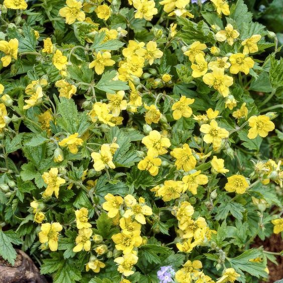 Waldsteinia ternata, 24 plants, 10-25cm, Ø9cm, plante couvre-sol, fleurs jaunes