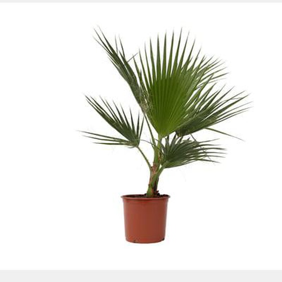 Palmier de Washington - Set de 2 - Washingtonia robusta - H70-90cm - ¿21cm