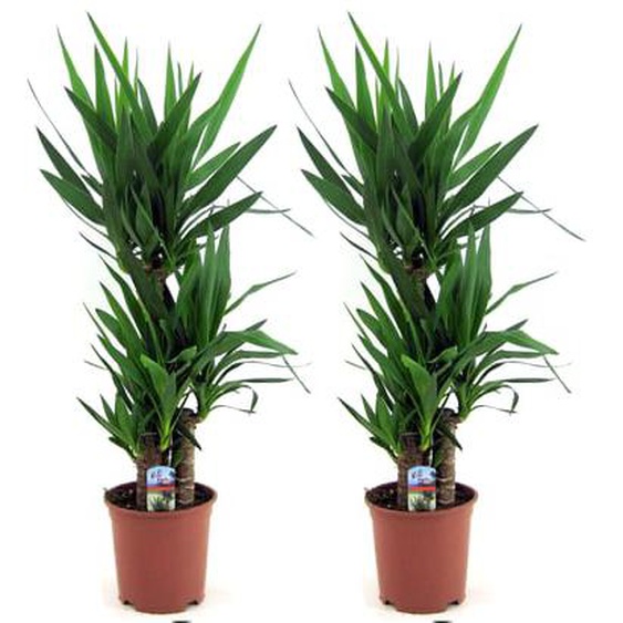 Pied déléphant - Set de 2 - Yucca elephantipes - Hauteur 70-80cm - ¿21cm
