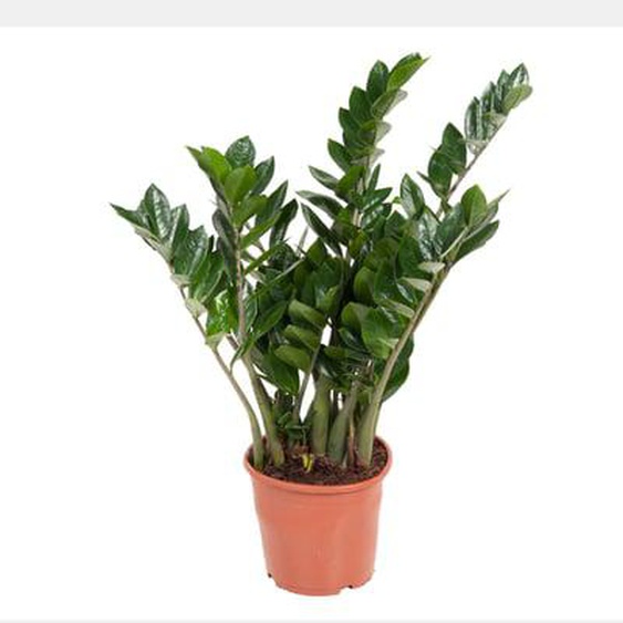 Plante ZZ - Zamioculcas Emerald - Hauteur 70-80cm - ¿21cm